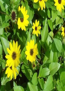 Yellow daisies with dark centers among green leaves and foliage