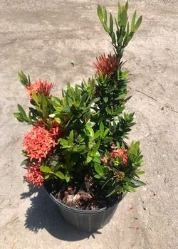 Potted flowering shrub with red-orange blooms and green leaves on concrete surface