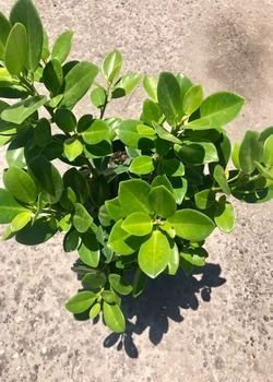 Green leafy plant growing on sunlit concrete ground