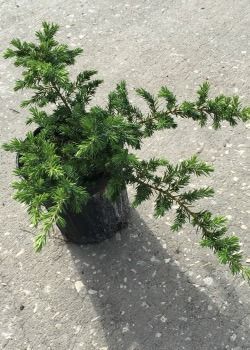 Potted green shrub with spreading branches on sunlit concrete.
