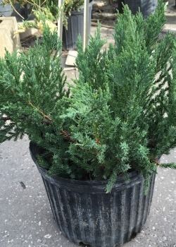 Potted green evergreen shrub in a black nursery container outdoors