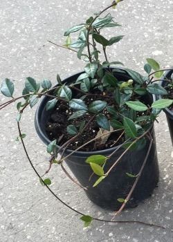 Potted trailing vine with green leaves on a concrete surface