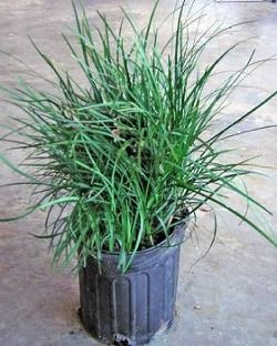 Potted green grass-like plant in a black nursery container on a concrete surface