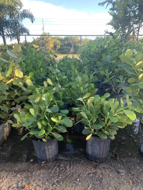 Rows of potted green shrubs outdoors in a nursery, with palm trees in the background