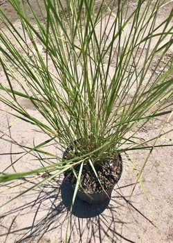 Potted ornamental grass with thin green blades on a concrete surface