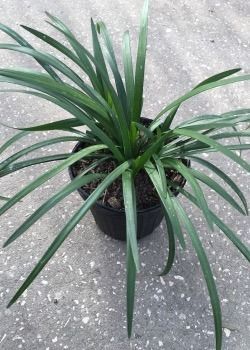 Spiky green potted plant with long arching leaves on a gray concrete surface