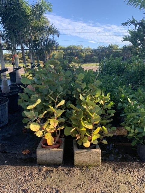 Potted variegated plants in a sunny nursery aisle with palm trees and greenery in the background