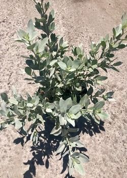 Small green shrub growing on dry, sandy ground in bright sunlight