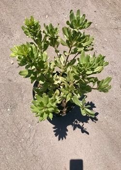 Small green potted shrub in sunlight on a concrete surface.