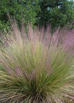 Pink ornamental grass in a garden, with green foliage and trees in the background