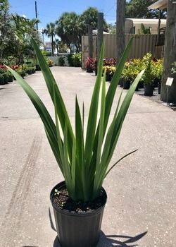 Potted green spiky plant on a sunny sidewalk outdoors