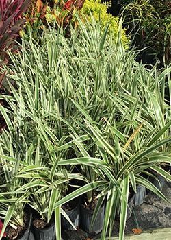 Potted variegated green-and-cream ornamental grasses in a nursery display