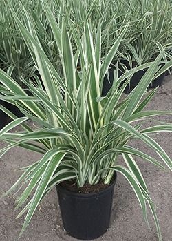 Potted spider plant with long green-and-white striped leaves against a plain background