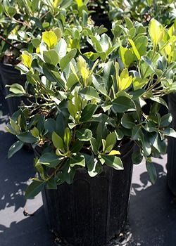 Potted green shrub with glossy leaves in a black nursery container outdoors