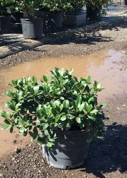 Potted green shrub on a gravel path beside a muddy puddle in a plant nursery