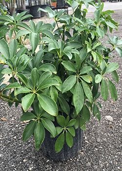 Potted green shrub with glossy leaves growing outdoors on gravel