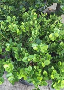 Dense green leafy shrub in a black nursery pot, viewed from above