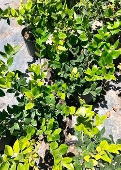Green vine ground cover growing over gray rock in bright sunlight