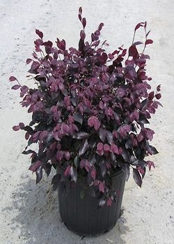 Potted plant with dense dark purple leaves against a light wall