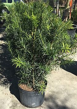 Potted green shrub in a black nursery pot outdoors in bright sunlight
