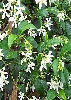 White star-shaped flowers and green leaves on a leafy vine