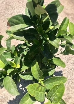 Close-up of a leafy green potted plant in bright sunlight on a concrete surface