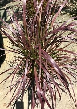 Purple-leaved ornamental grass in a garden
