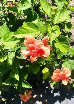 Pink hibiscus flowers among green leaves in sunlight