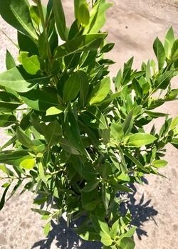 Green leafy shrub growing in bright sunlight on a concrete surface