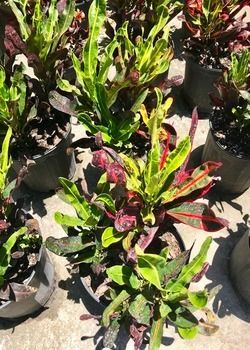 Potted croton plants with green, yellow, and red leaves arranged outdoors on concrete.