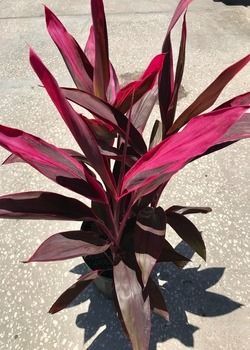 Vibrant magenta and dark purple tropical plant in a pot on sunlit pavement