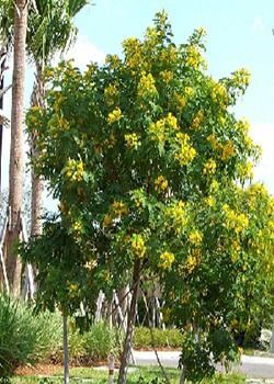 Green tree with yellow flowers beside a roadside under a bright blue sky