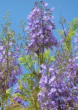 Purple wildflowers reaching into a bright blue sky.