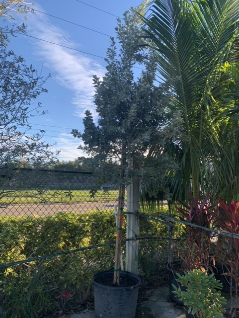 Potted palm beside a chain-link fence in a sunny garden with hedges and blue sky