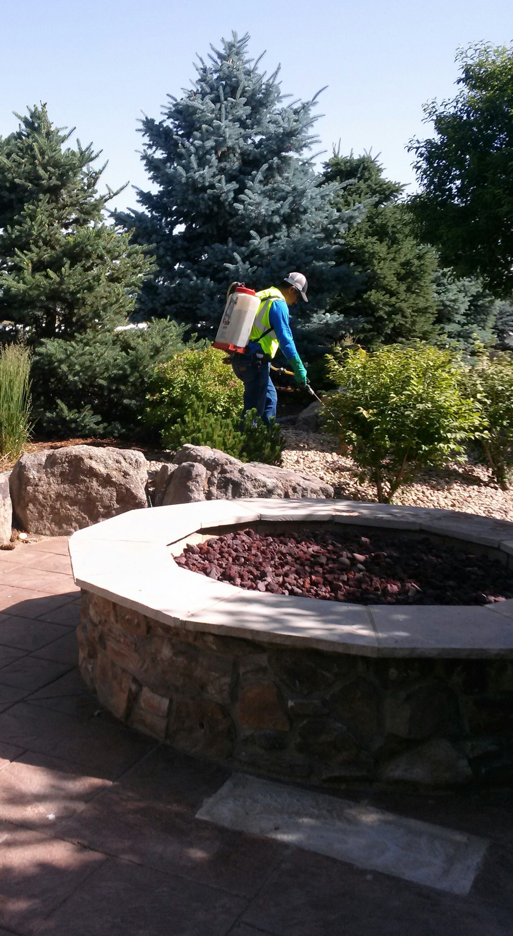Man spraying bushes with a backpack sprayer outdoors, near a decorative fire pit.