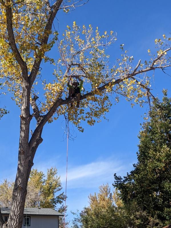 tree climber in tree performing tree services in westminster