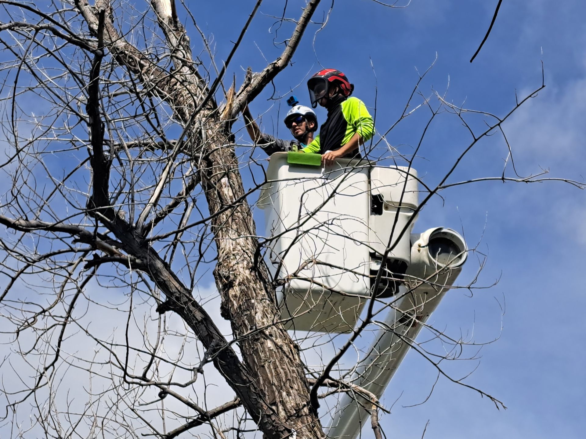 red wood chipper for tree services in littleton