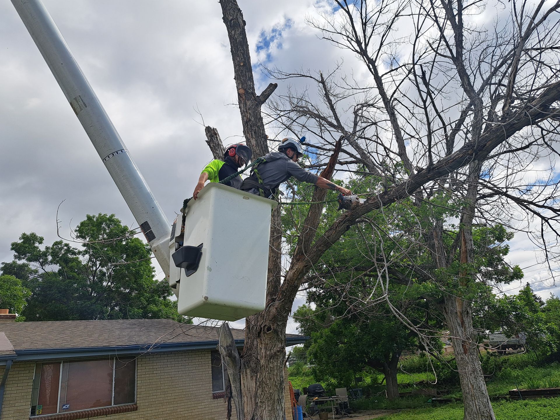 arborists in bucket truck doing tree services in arvada