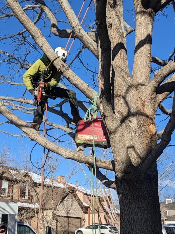 foreman performing tree services in brighton