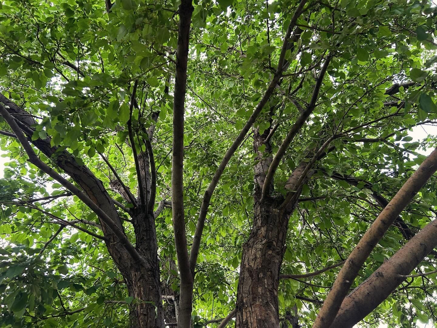 The Best Time to Prune Crab Apple Trees