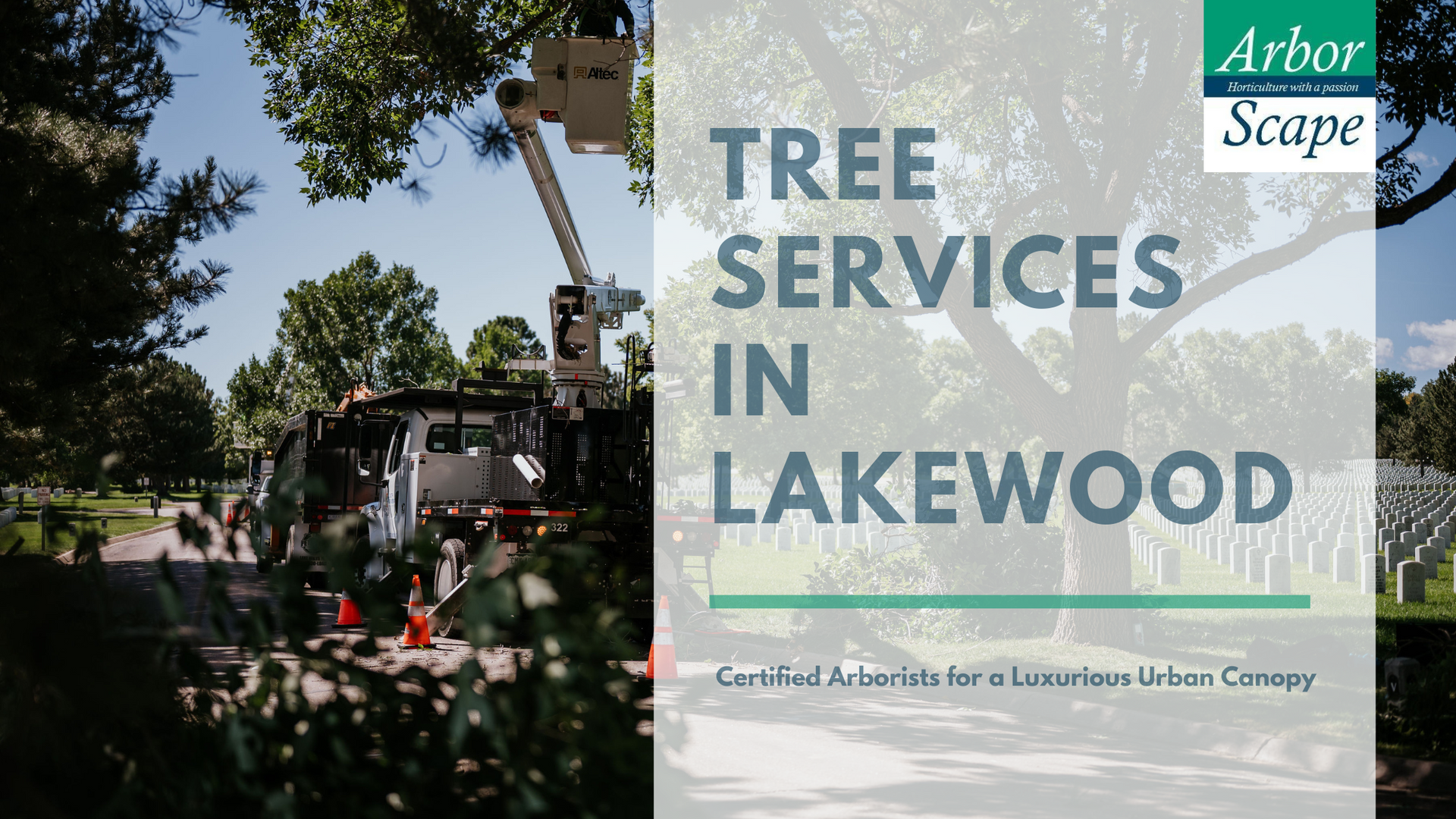 tree services in lakewood blog banner