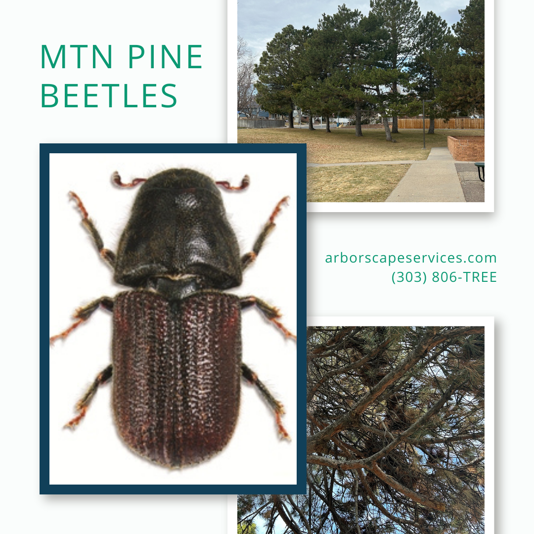 mountain pine beetle blog banner