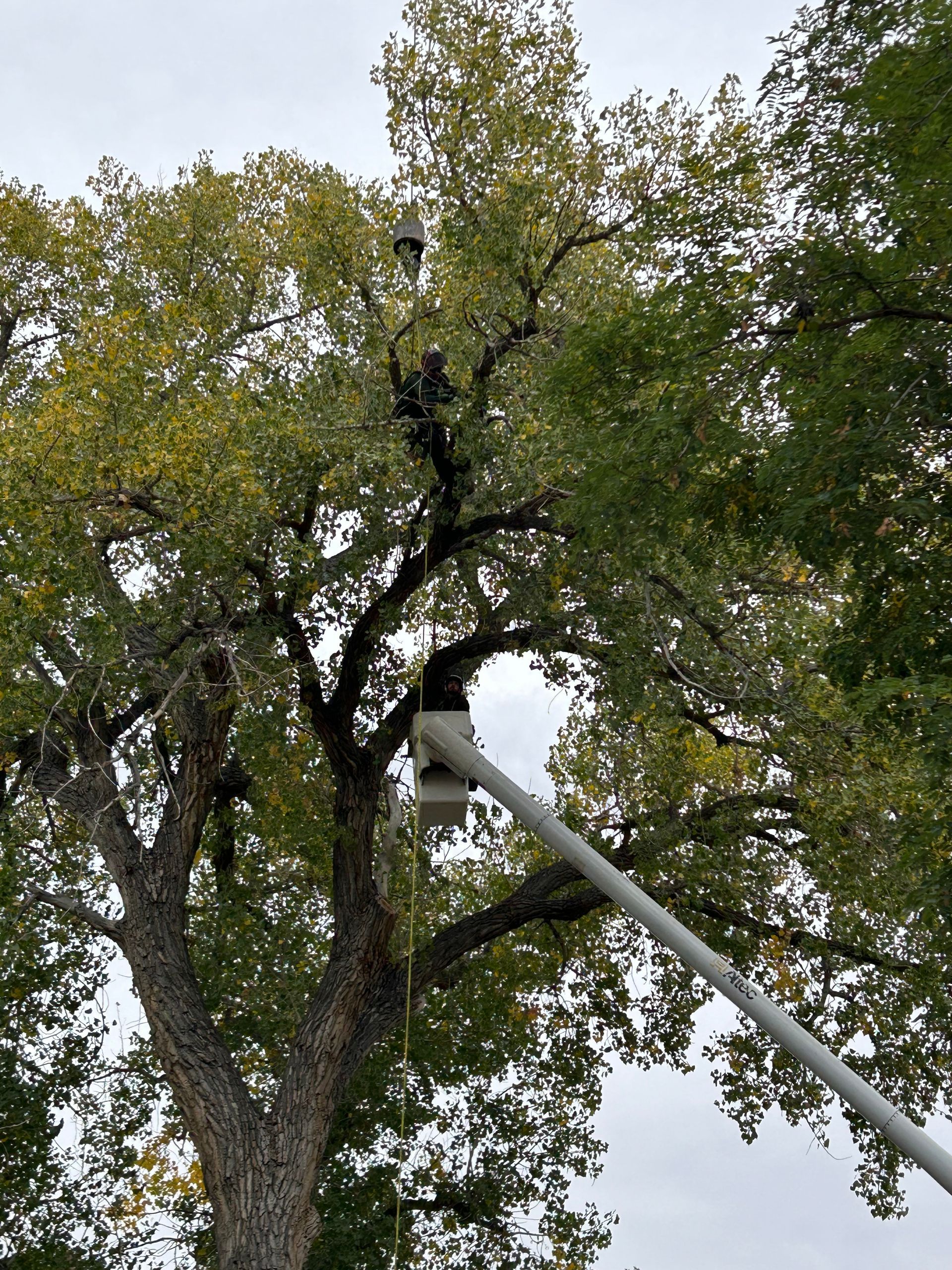 arborist in elm performing tree services in aurora