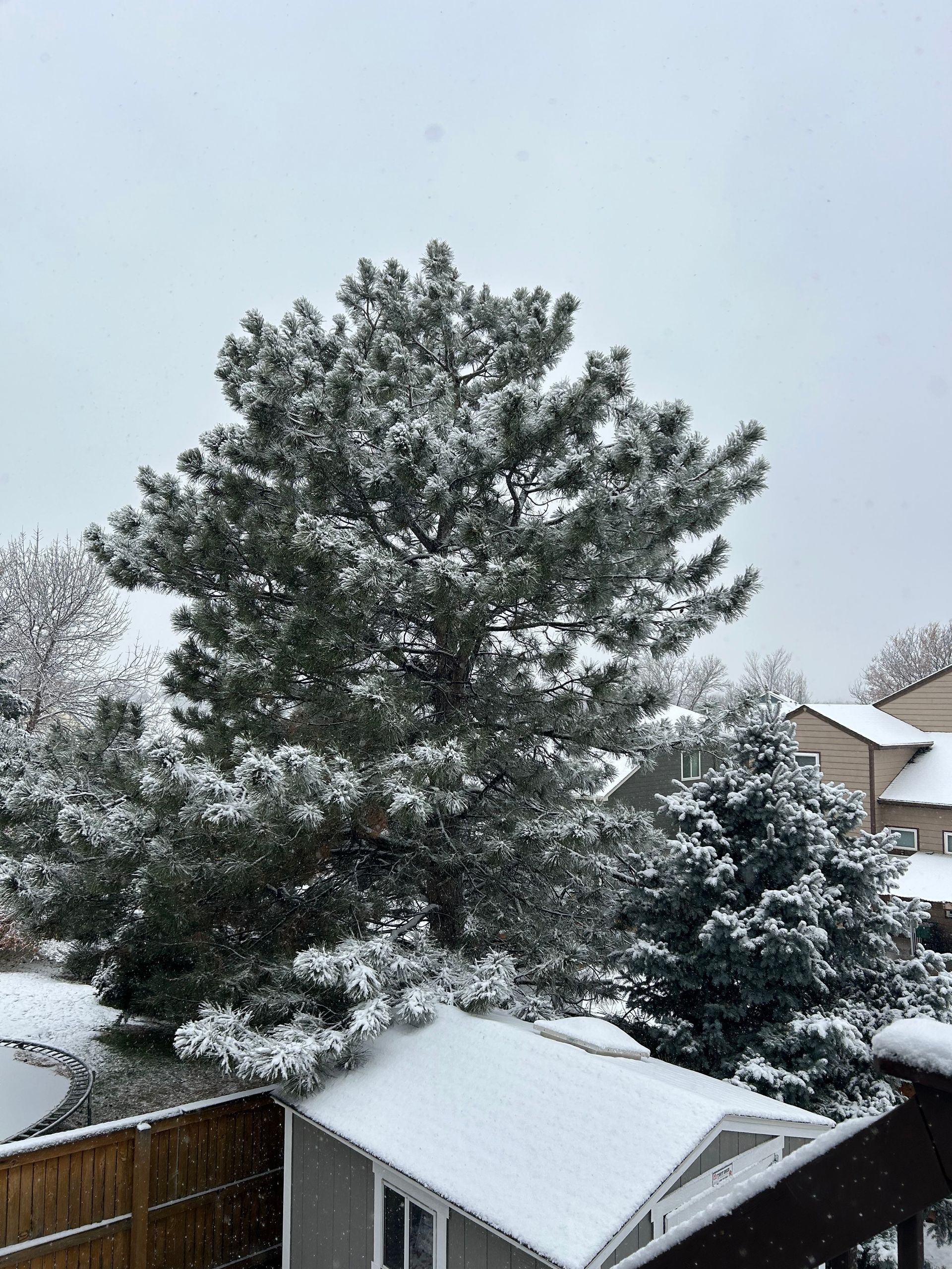 pine tree in winter drought