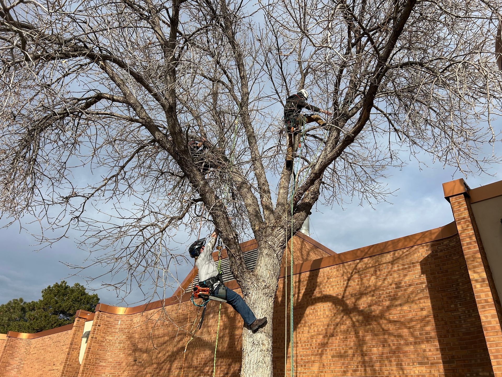 arborists performing tree services in lakewood