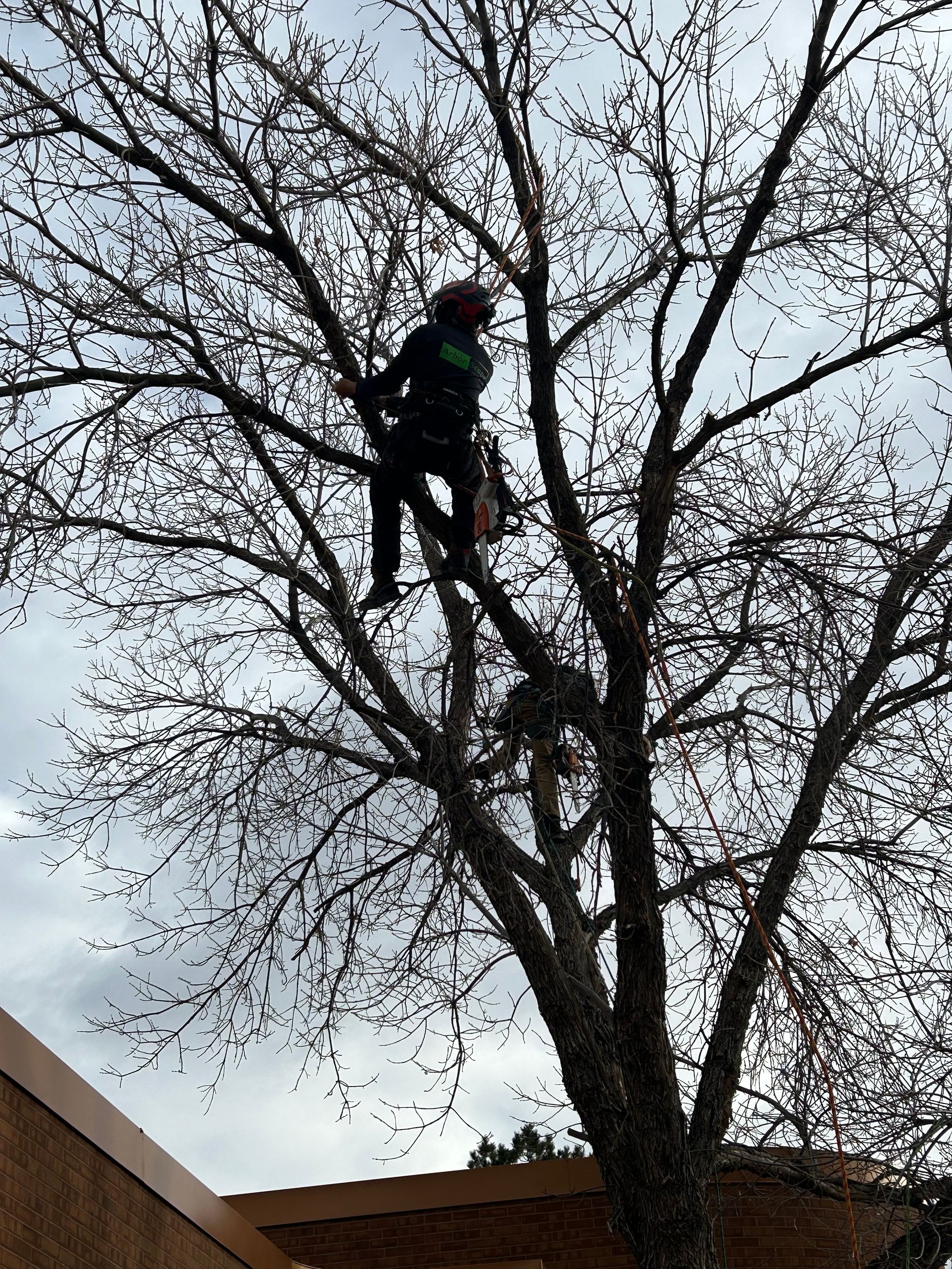 arborist apprentice in ash tree performing tree services in denver