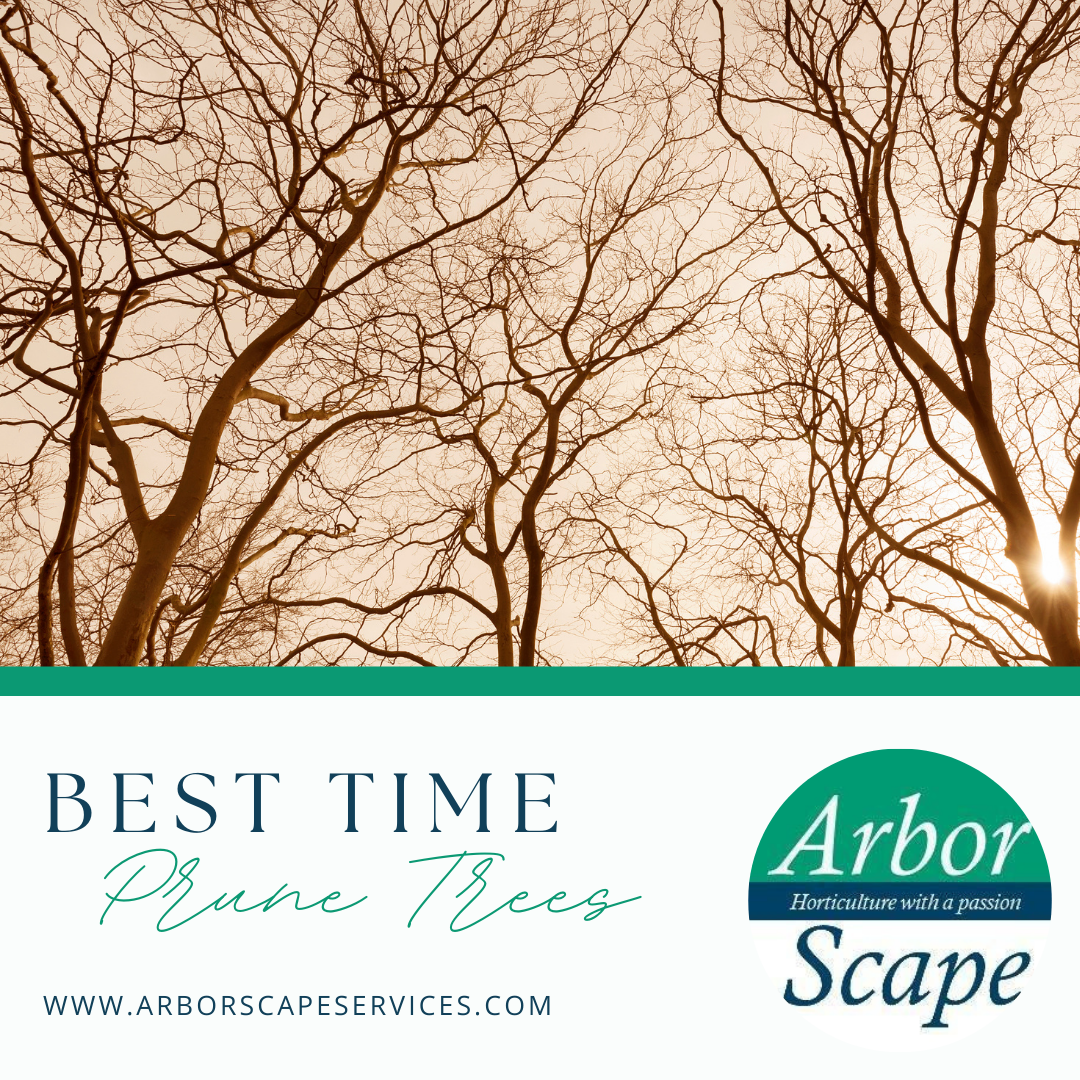 best time to prune trees blog banner