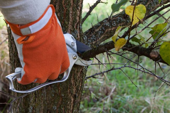 Gloved hand using pruning shears to trim a tree branch outdoors