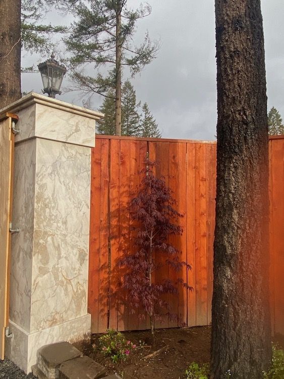 Red-leafed tree in front of an orange wooden fence with a light-colored pillar to the left.