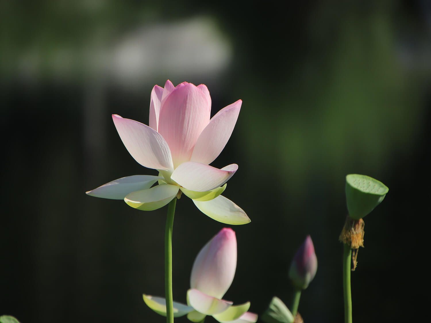 Pink lotus flowers against a blurred green background